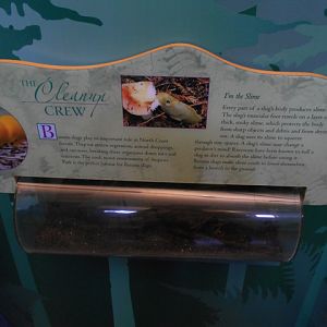 Banana slug exhibit
