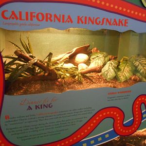 California king snake exhibit