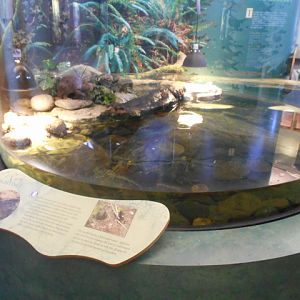 Pacific pond turtle exhibit and mountain beaver interpretive