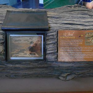 termite exhibit