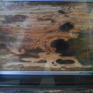 A much better place to see termites than in your house