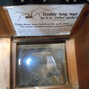 Daddy long-legs exhibit in barn "cellar"