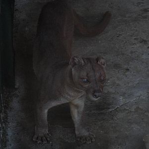 Fossa