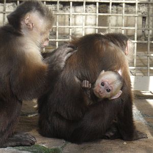 White-headed capuchins