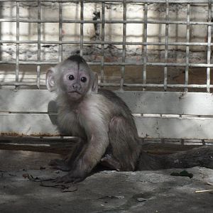 Baby weeper capuchin