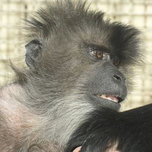 Lion-tailed macaques