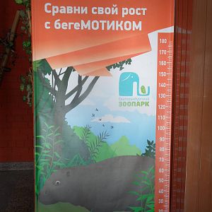 Pygmy hippo stadiometer