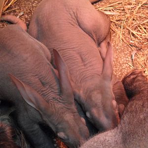 Aardvark twins 2