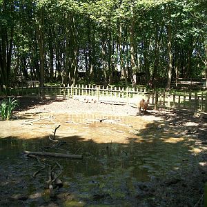 Pig paddock, 6th June 2014