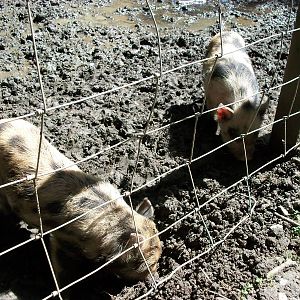 Piglets, 6th June 2014