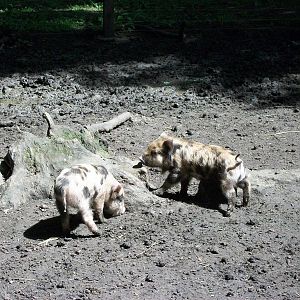 Piglets, 6th June 2014