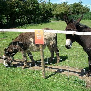 Donkeys, 6th June 2014