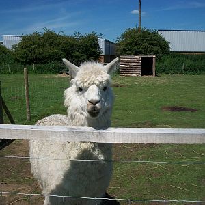 Alpaca, 6th June 2014