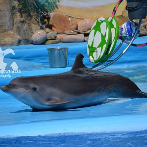 Eva ~ Kharkiv Dolphinarium Nemo