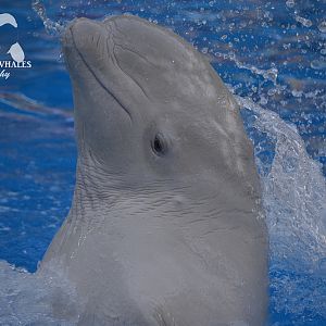 Plombir~ Nemo Kharkiv Ukraine