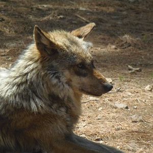 Mexican Wolf