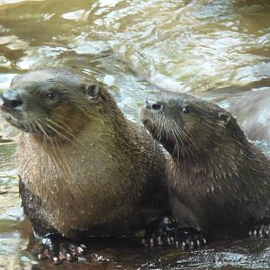 Otter Mother and Pup