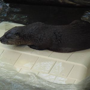 North American River Otter Pup