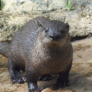 North American River Otter Pup