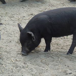 Guinea Hog Piglet