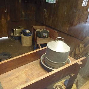 Domestic Cat Exhibit