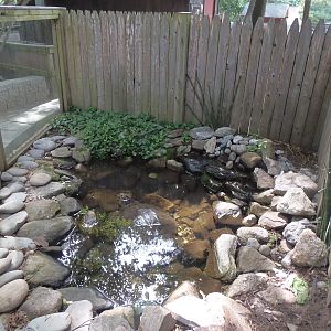 Common Snapping Turtle Exhibit