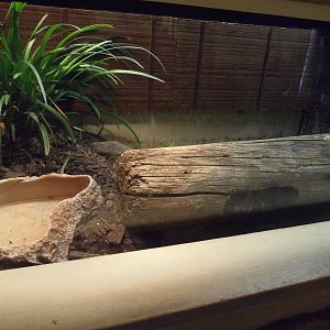 Eastern Milksnake Exhibit