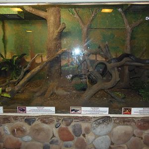 Rat Snake/Turtle Exhibit