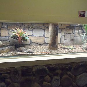 Eastern Box Turtle Exhibit