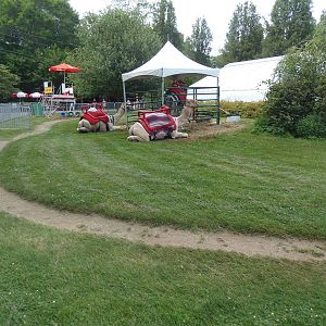 Temporary Dromedary Camel Exhibit