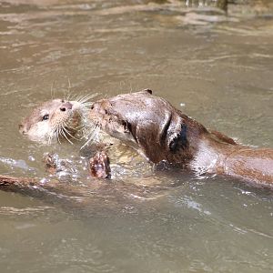 Playing European otters