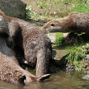European otters