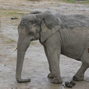 African Elephant at Knowsley, 28/06/14