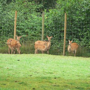 Brow Antlered Deer at Knowsley, 28/06/14