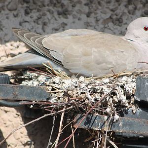 Collared Dove on nest, Ravenglass 31 May 2014