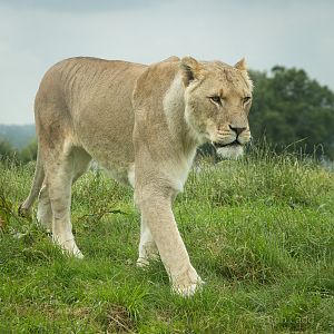 Lion : Whipsnade : 29 Jun 2014