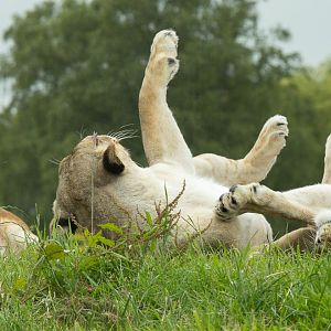 Lions : Whipsnade : 29 Jun 2014