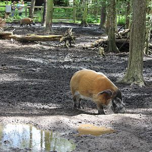 Red river hog enclosure 8/6/14