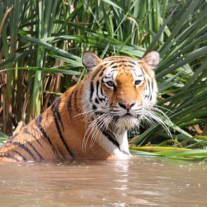 Tschuna the Amur Tiger cooling off 8/6/14