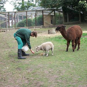madgeandshane's final day at the zoo before heading to Knowsley, 28th June