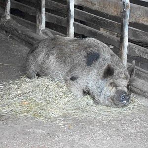 madgeandshane's final day at the zoo before heading for Knowsley, 28th June