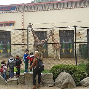 Giraffe enclosure