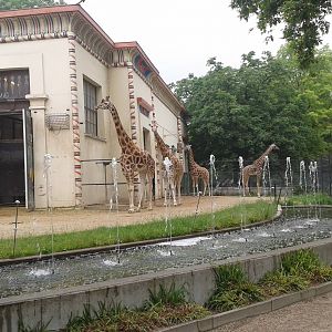 Giraffe enclosure