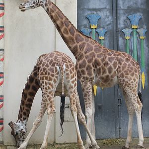Giraffes