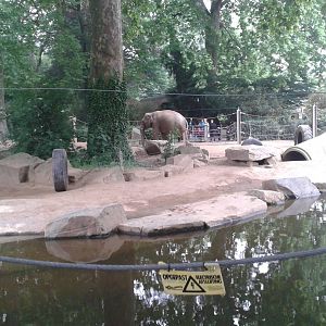Elephant enclosure