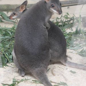 Dusky pademelon with young