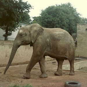 African Elephant, September 1983