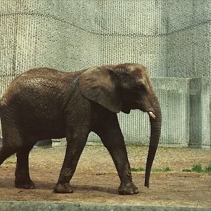 The elephant with a lot to answer for, 1982 or 1983