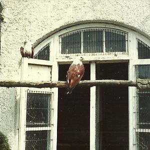 Birds of Prey aviaries, early 1980s