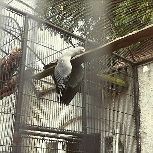 Birds of Prey aviaries, early 1980s